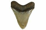 Fossil Megalodon Tooth - North Carolina #167011-2